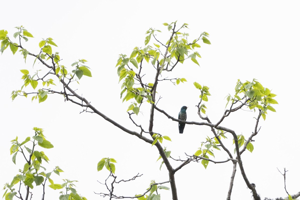 Asian Emerald Cuckoo - ML636747882