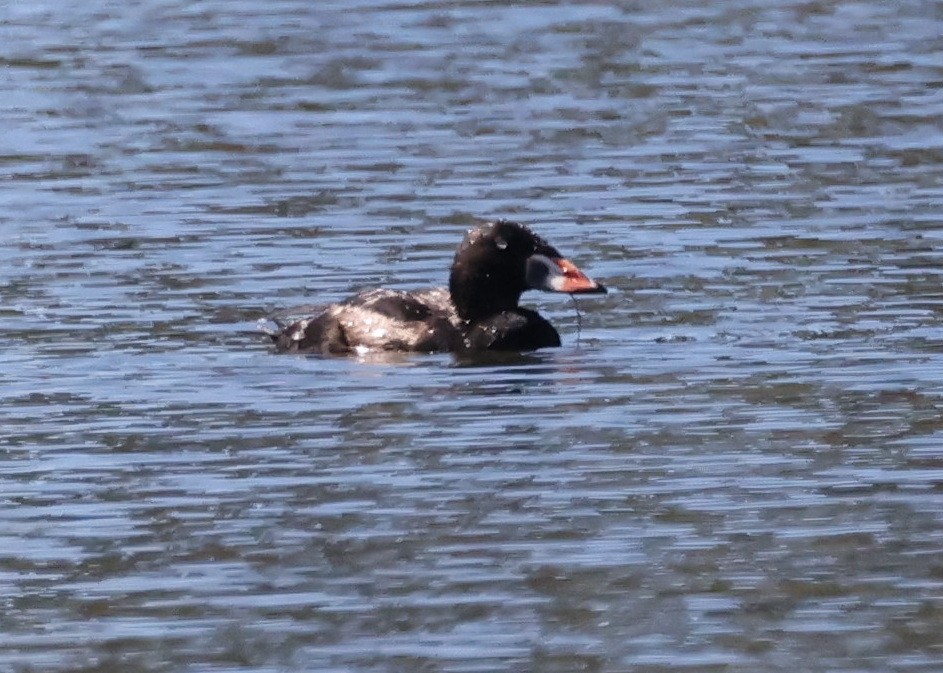Surf Scoter - ML636747899