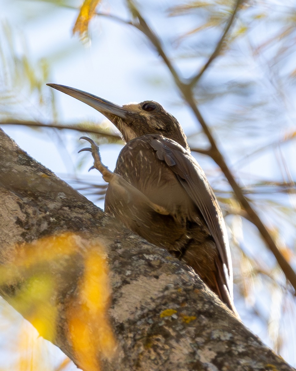 Moustached Woodcreeper - ML636747927