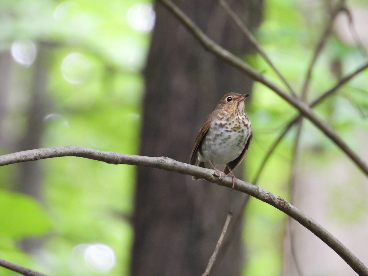 Swainson's Thrush - ML636747997