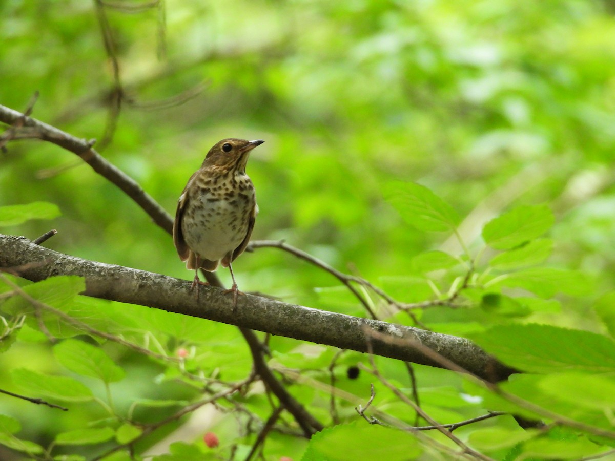 Swainson's Thrush - ML636748011