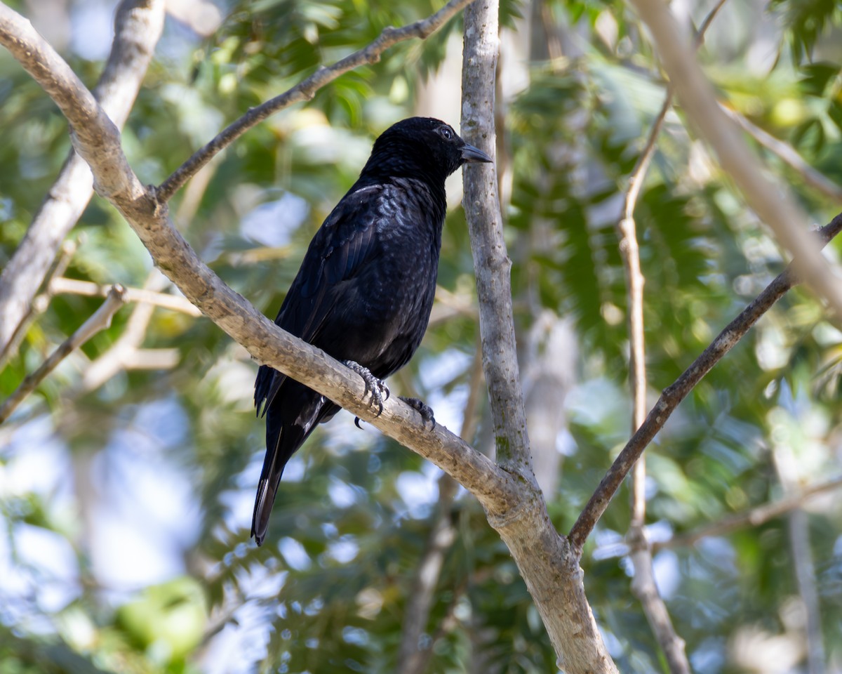 Scarlet-throated Tanager - ML636748012