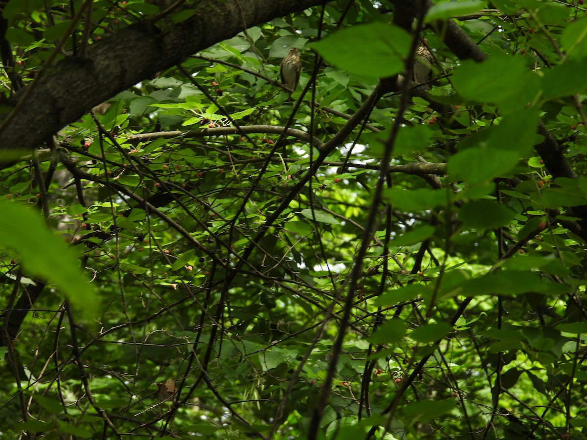 Swainson's Thrush - ML636748021