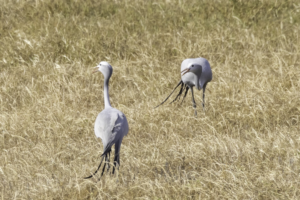 Blue Crane - ML636748025