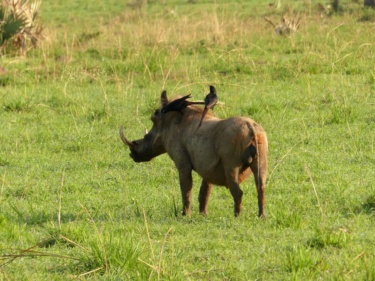 straka ostroocasá - ML636748035
