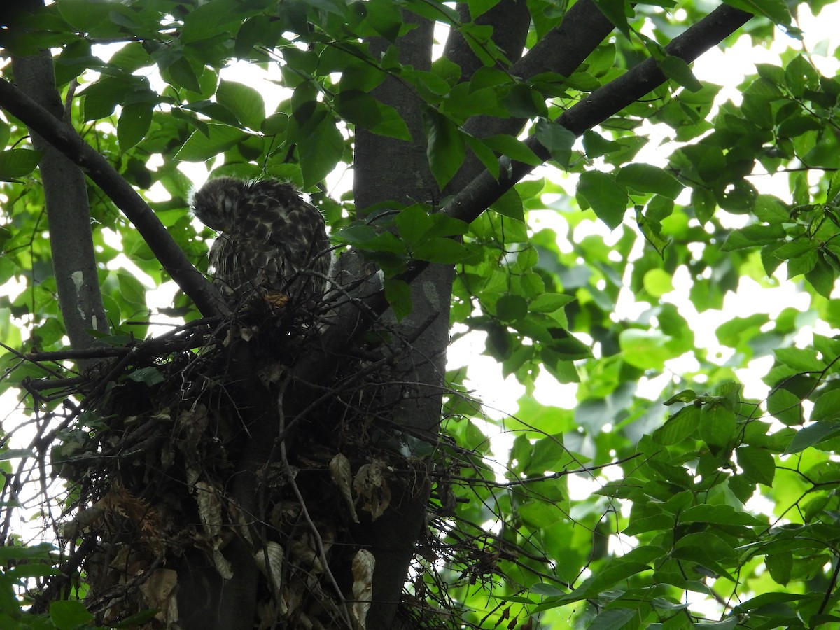 Red-shouldered Hawk - ML636748042