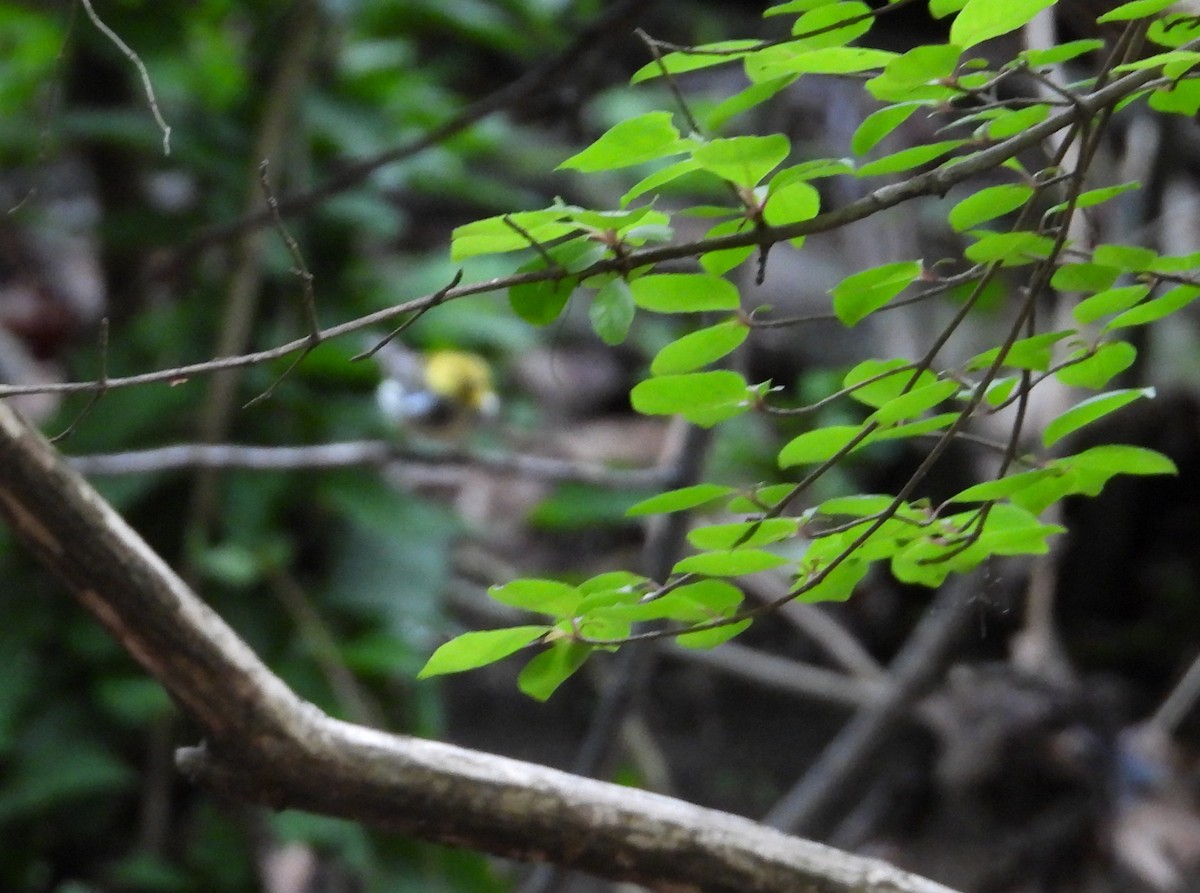 Black-throated Green Warbler - ML636748082