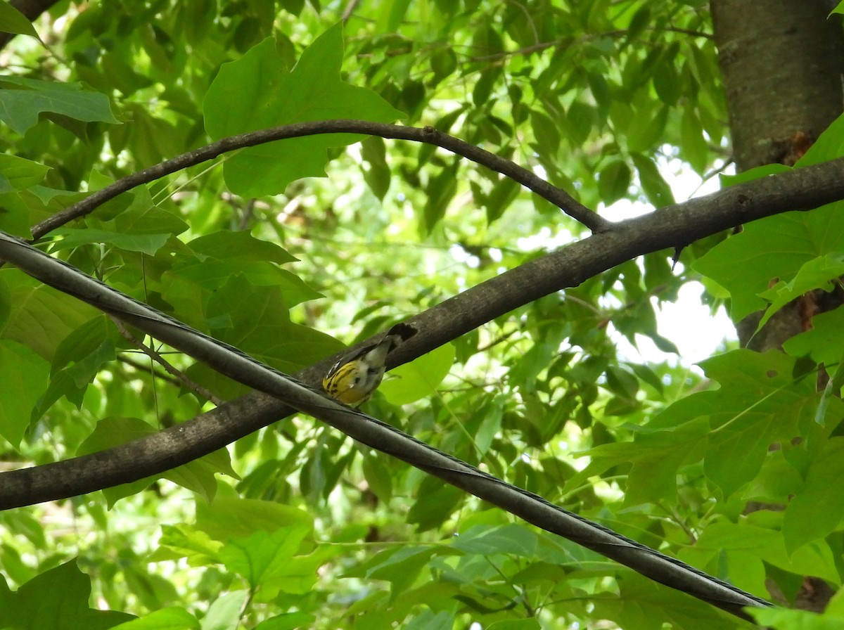 Magnolia Warbler - ML636748103