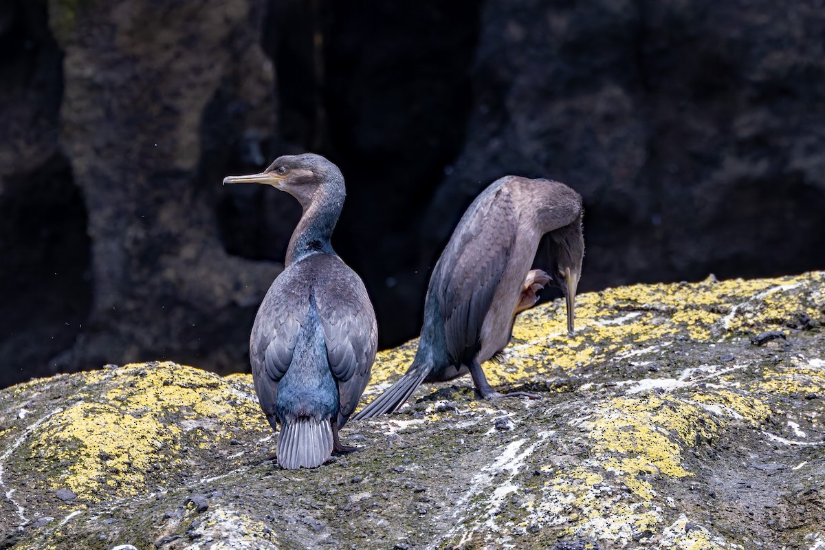 Pitt Island Shag - ML636748123