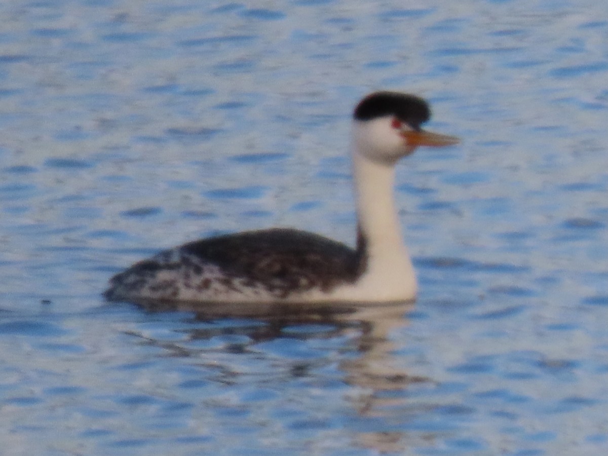 Clark's Grebe - ML636748125