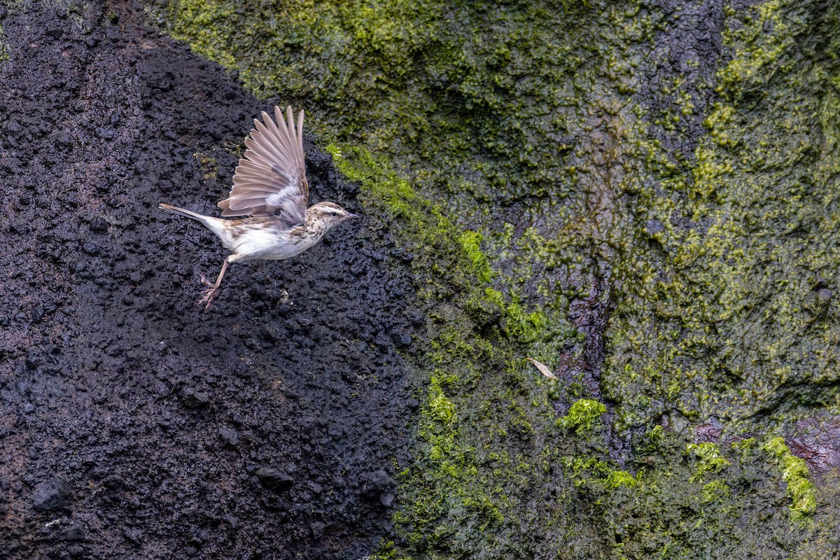 New Zealand Pipit - ML636748143