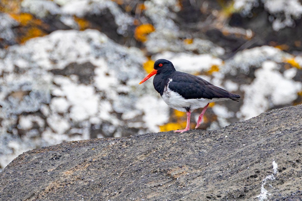 Chatham Islands Oystercatcher - ML636748149