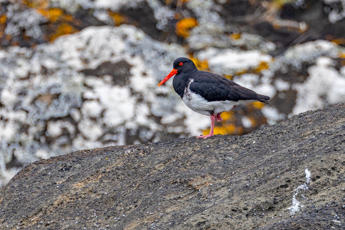 Chatham Islands Oystercatcher - ML636748152