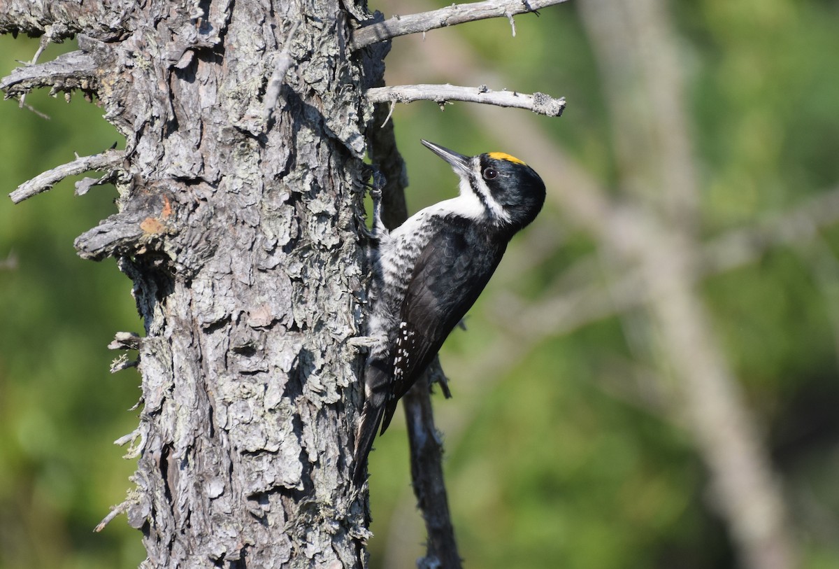 Black-backed Woodpecker - ML636748158