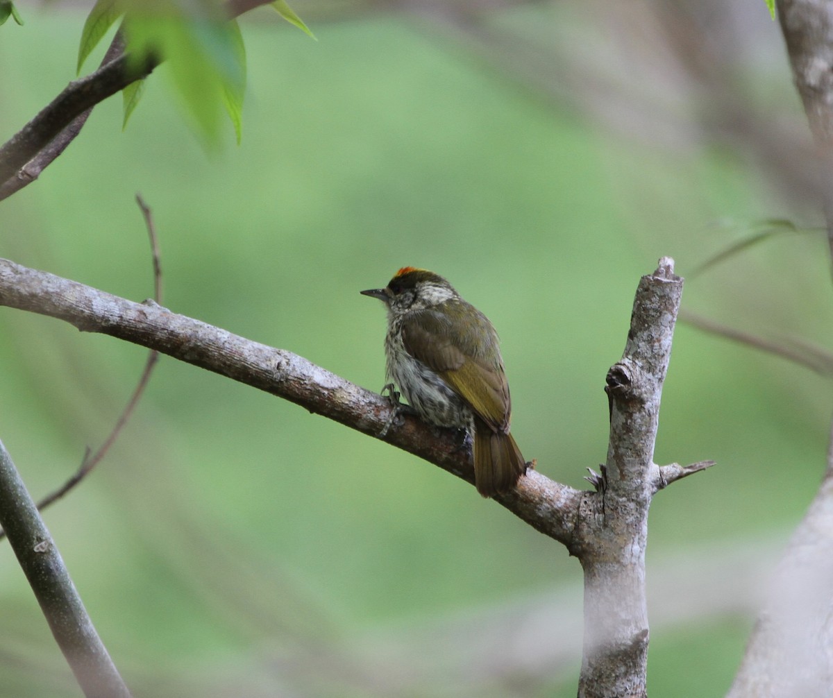 Antillean Piculet - ML636748172