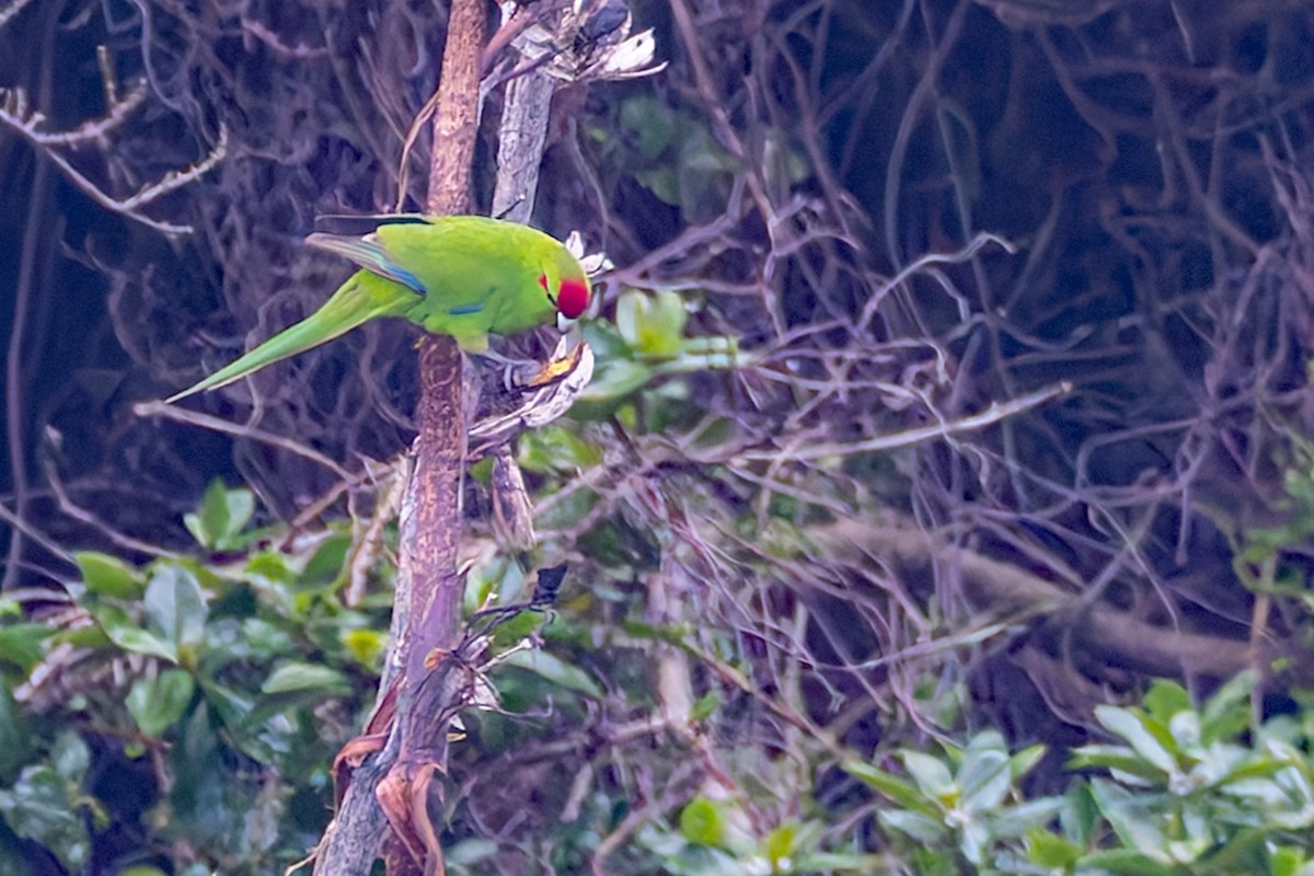 Red-crowned Parakeet - ML636748176