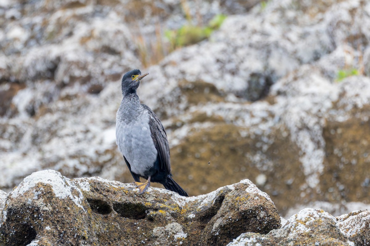 Pitt Island Shag - ML636748183