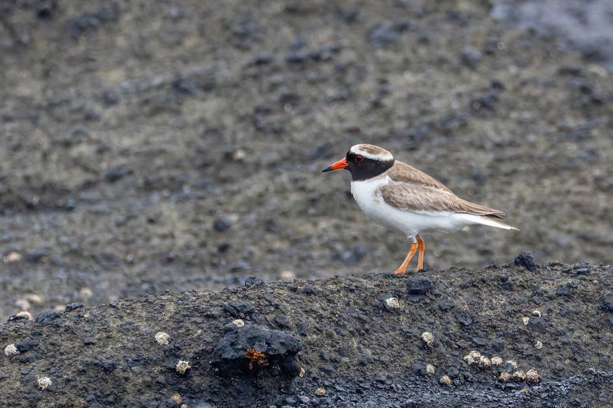 Shore Plover - ML636748191