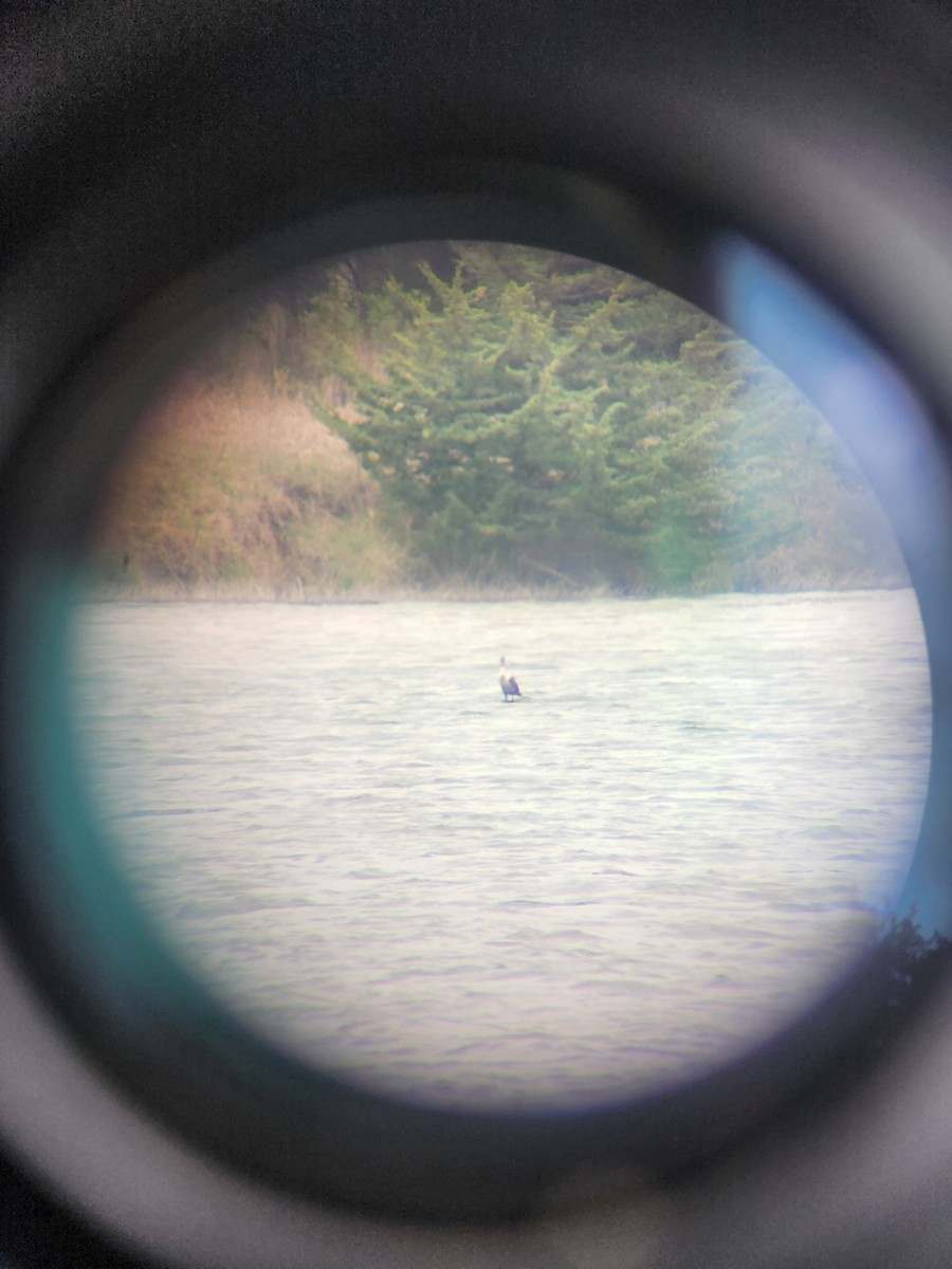 Double-crested Cormorant - ML636748195