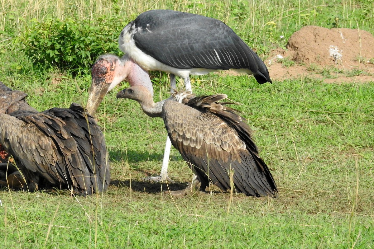Marabou Stork - ML636748209
