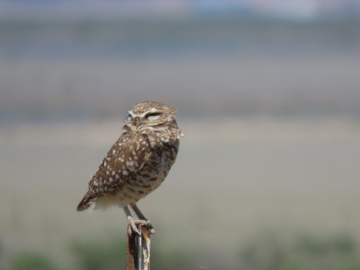 Burrowing Owl - ML636748395