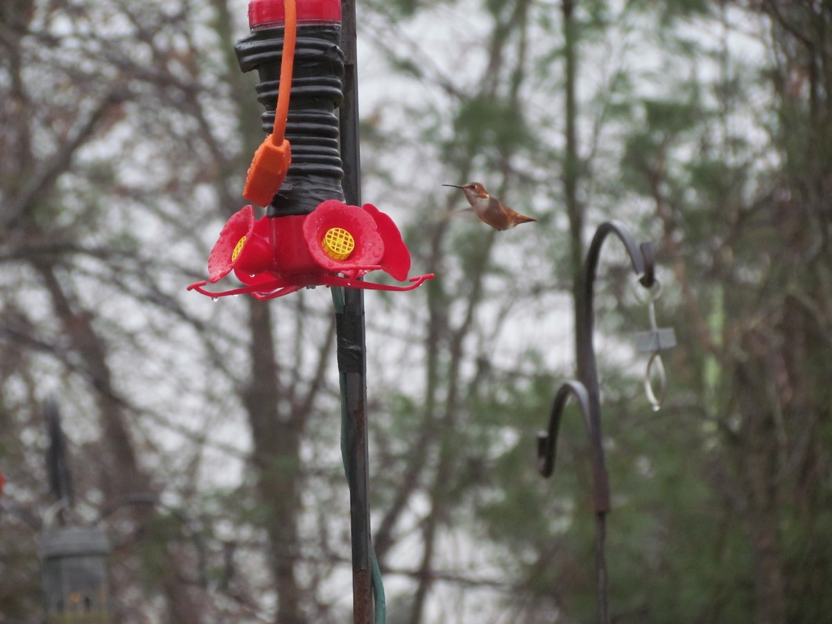 Allen's Hummingbird - ML636748405