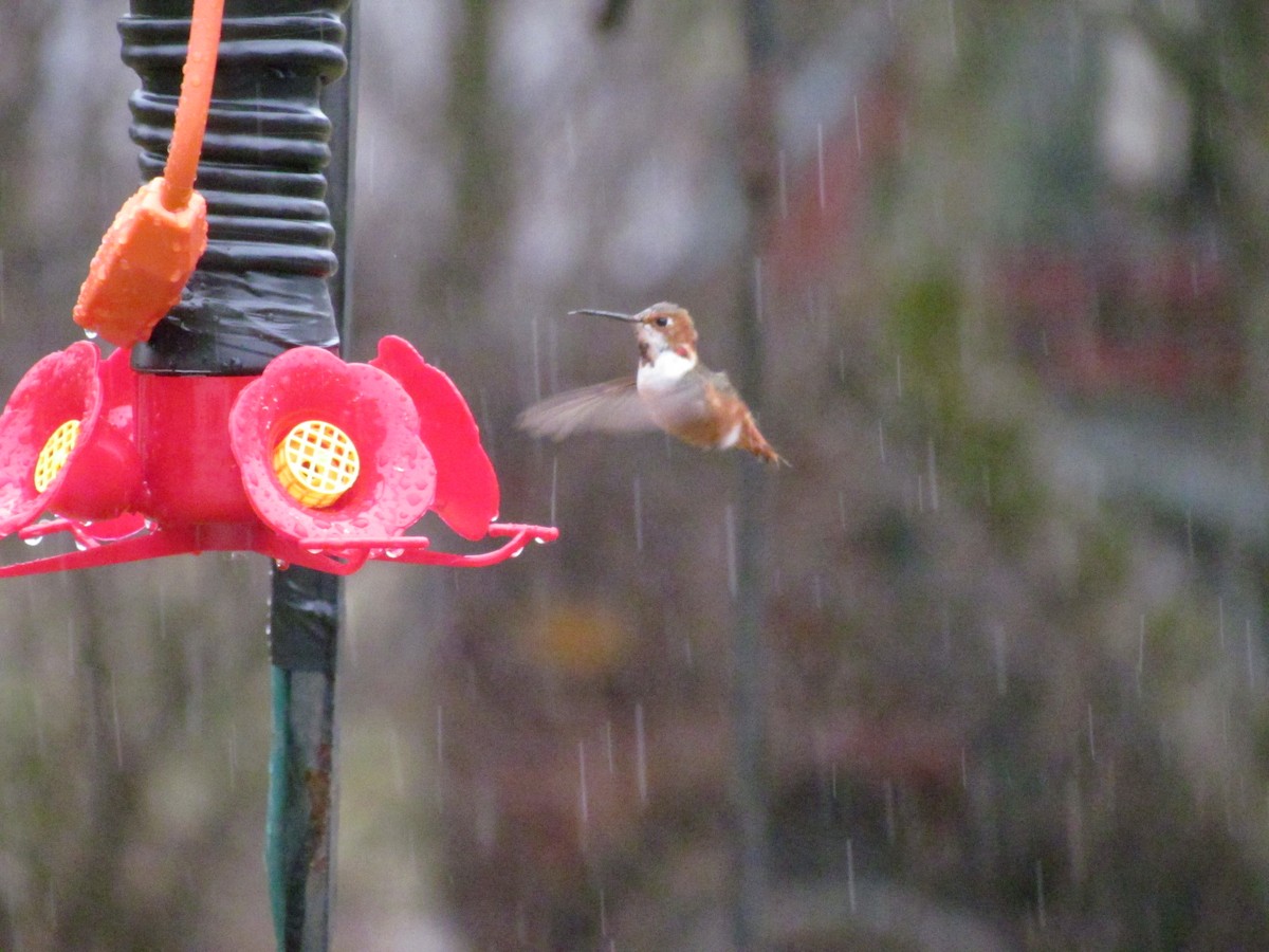 Allen's Hummingbird - ML636748408