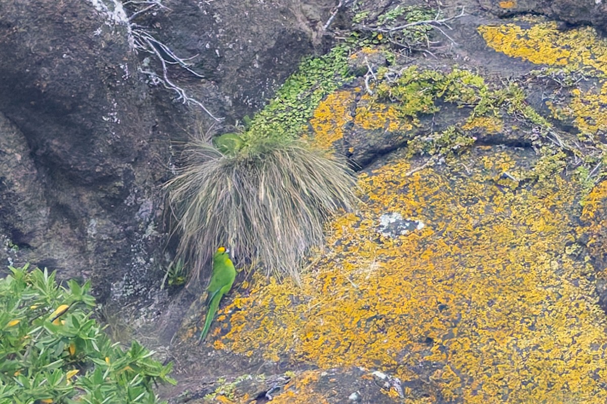 Chatham Islands Parakeet - ML636748461