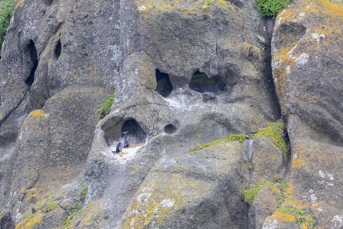 Pitt Island Shag - ML636748478