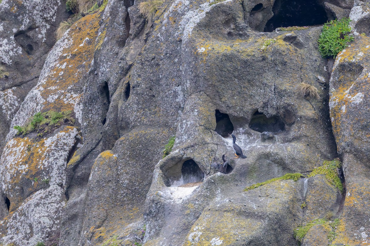 Pitt Island Shag - ML636748489