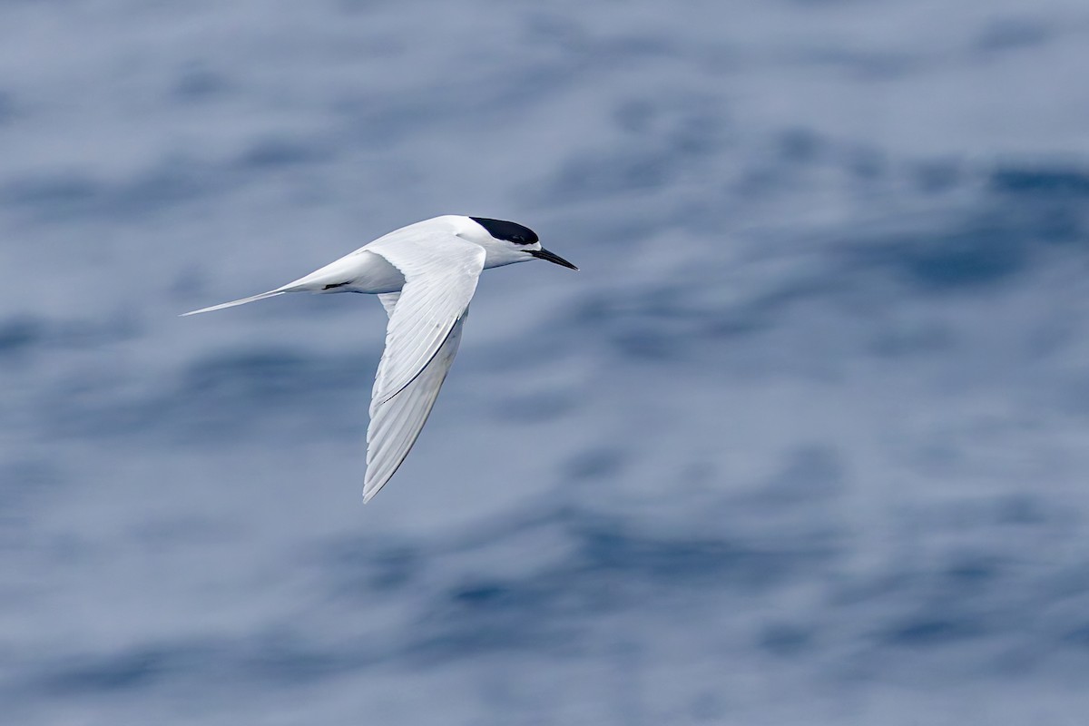 White-fronted Tern - ML636748579