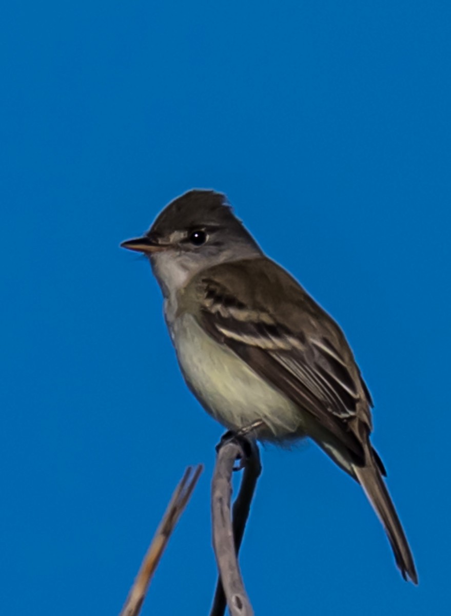 Willow Flycatcher (Southwestern) - ML636748582