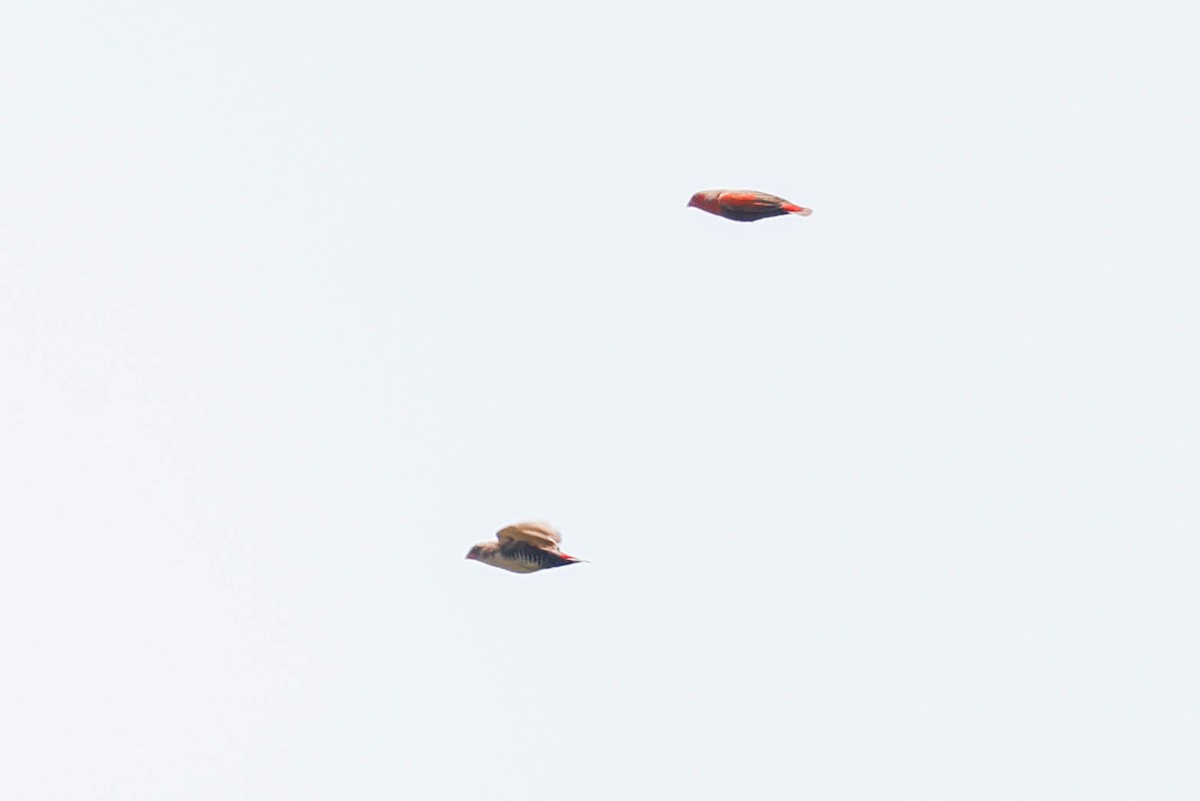 Locustfinch - ML636748600