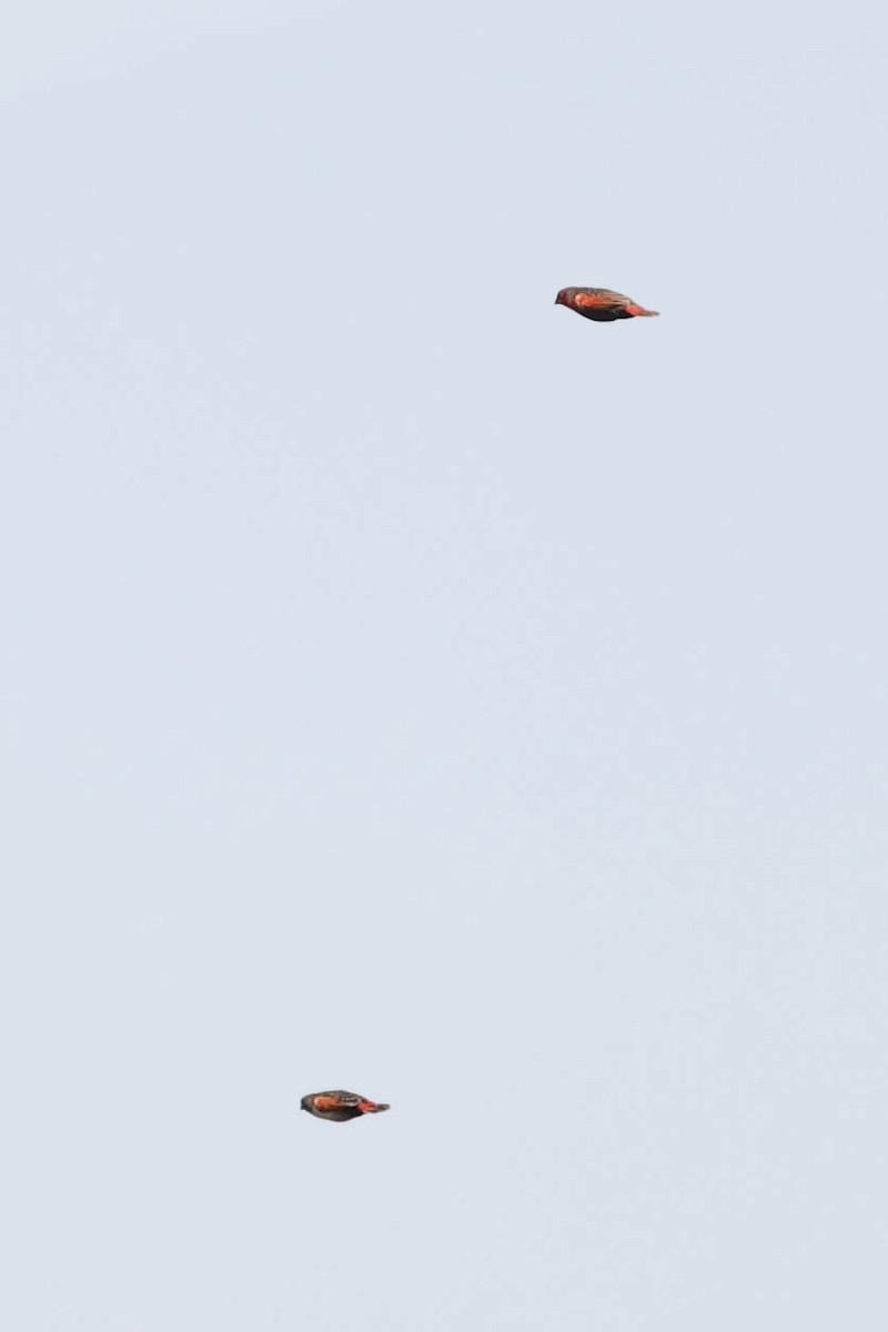 Locustfinch - ML636748606