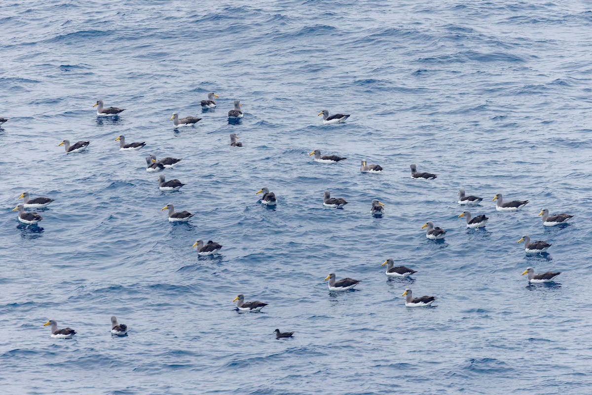 Chatham Albatross - ML636748617