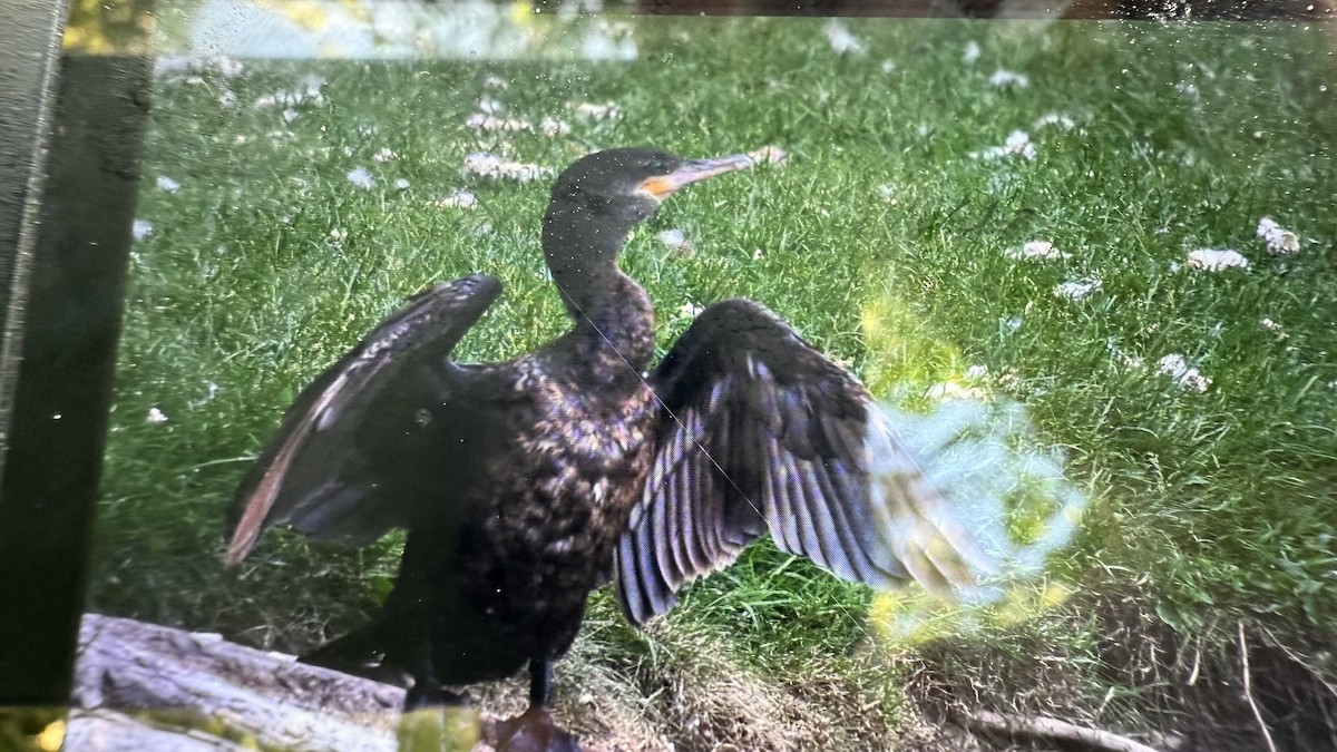 Neotropic Cormorant - ML636748618