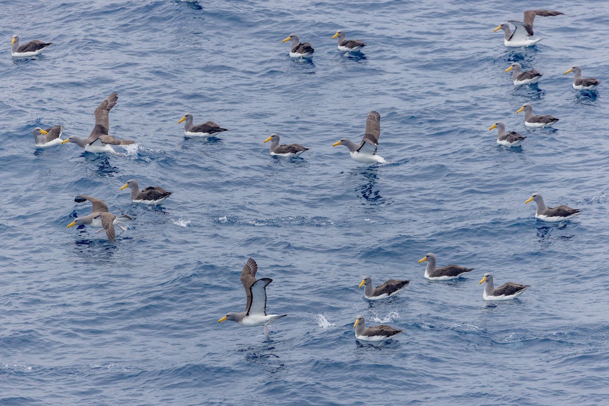 Chatham Albatross - ML636748623