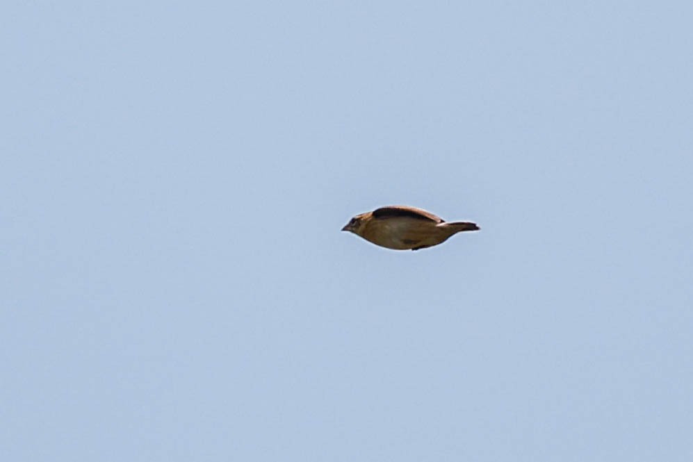 Marsh Widowbird - ML636748624