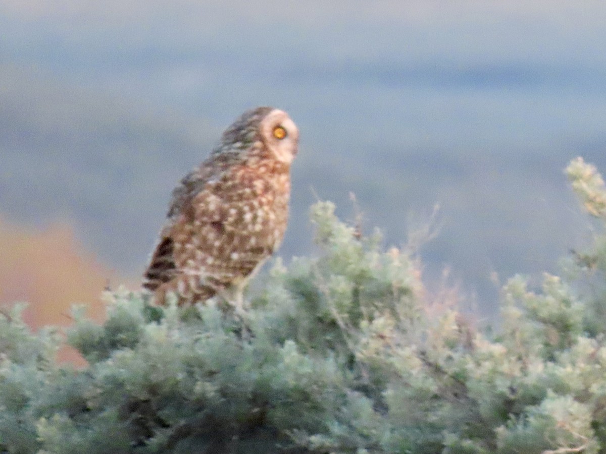 Short-eared Owl - ML636748627