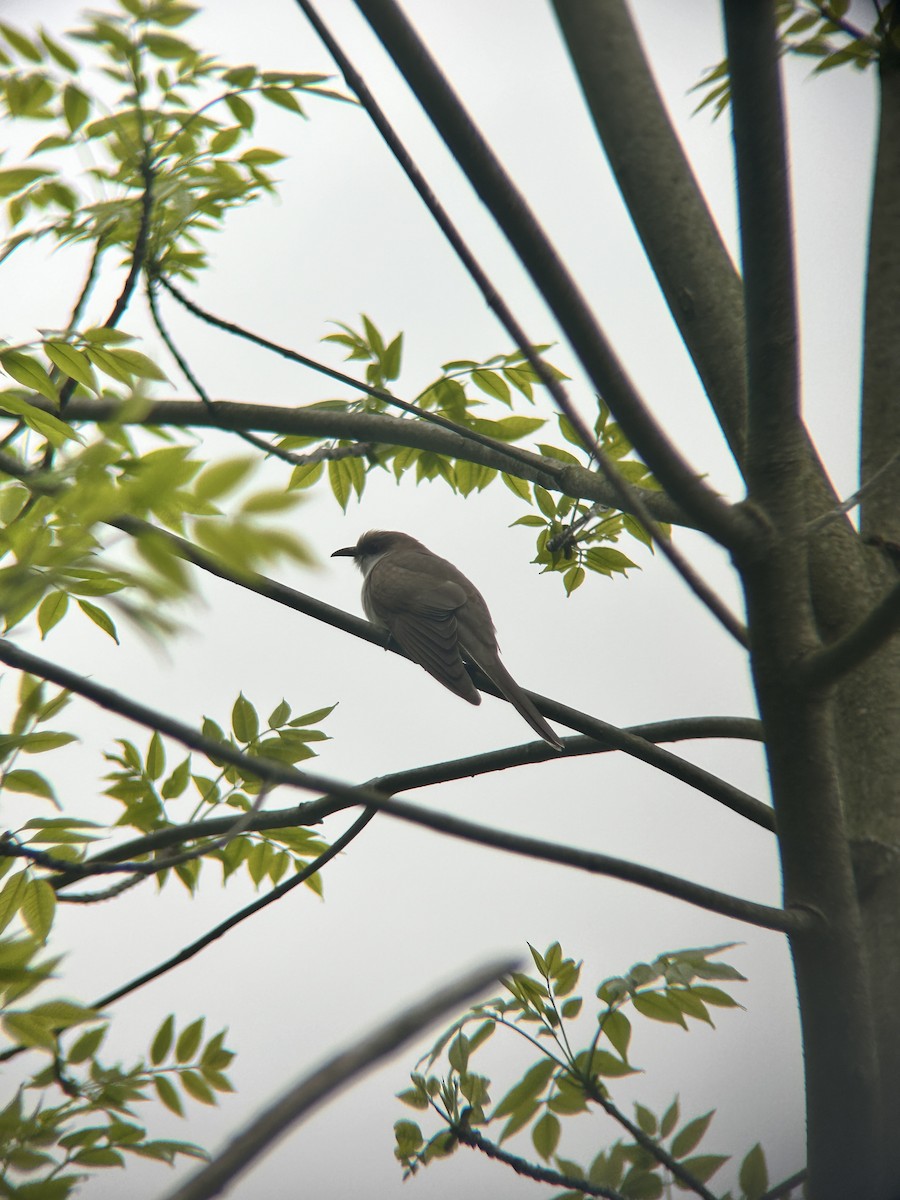 Black-billed Cuckoo - ML636748795