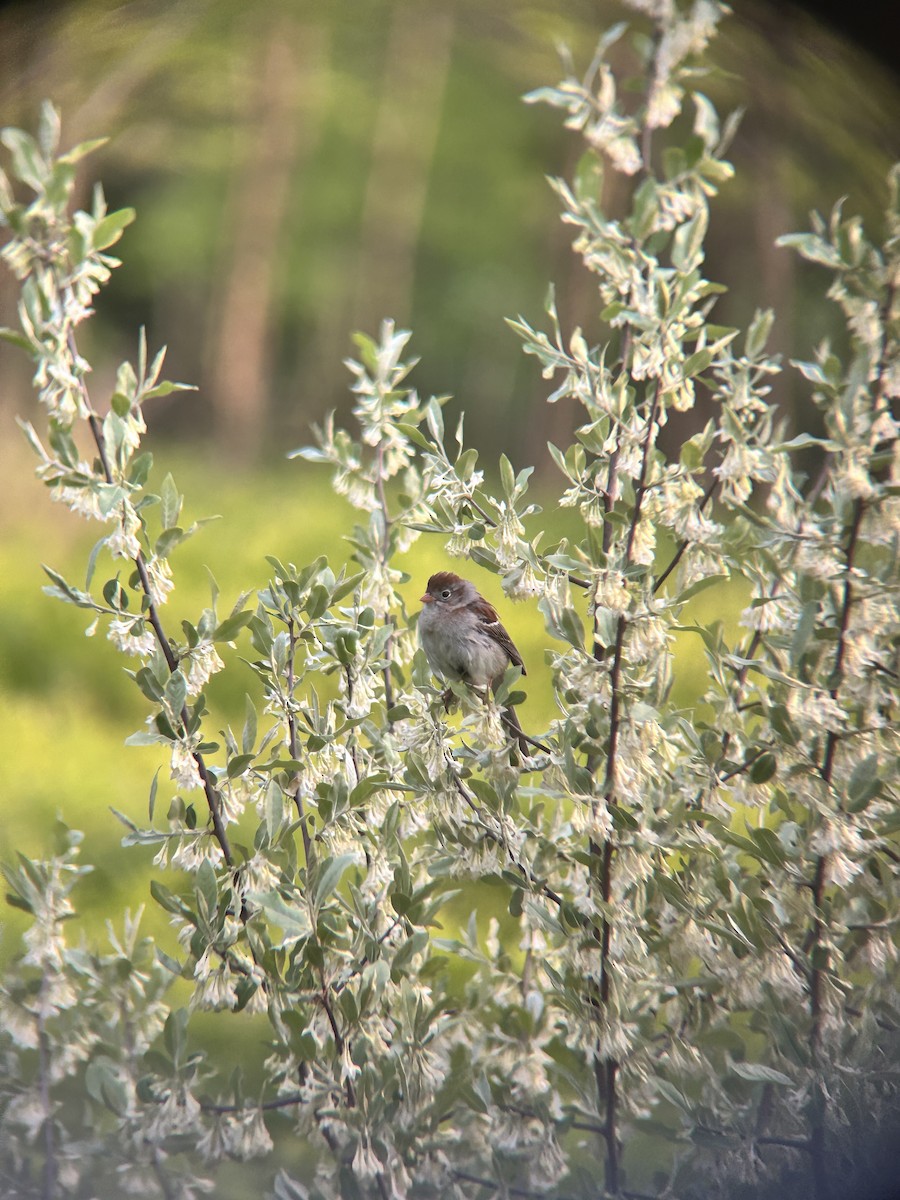 Field Sparrow - ML636748811