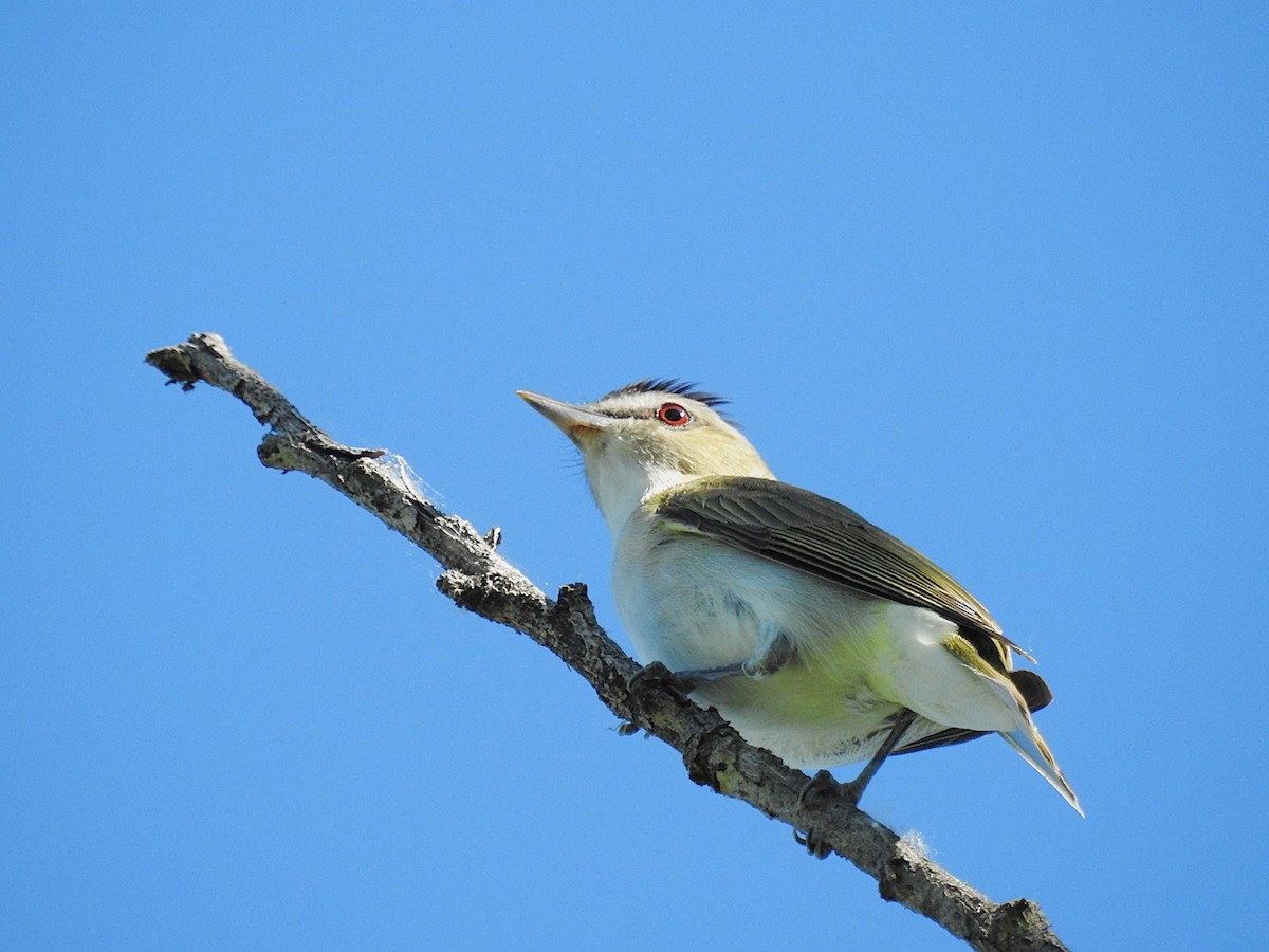 Red-eyed Vireo - ML636748825