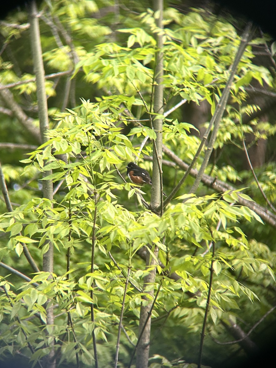 Eastern Towhee - ML636748833