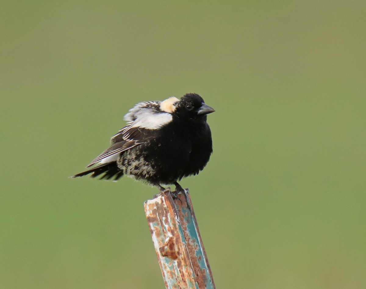 Bobolink - ML636748859