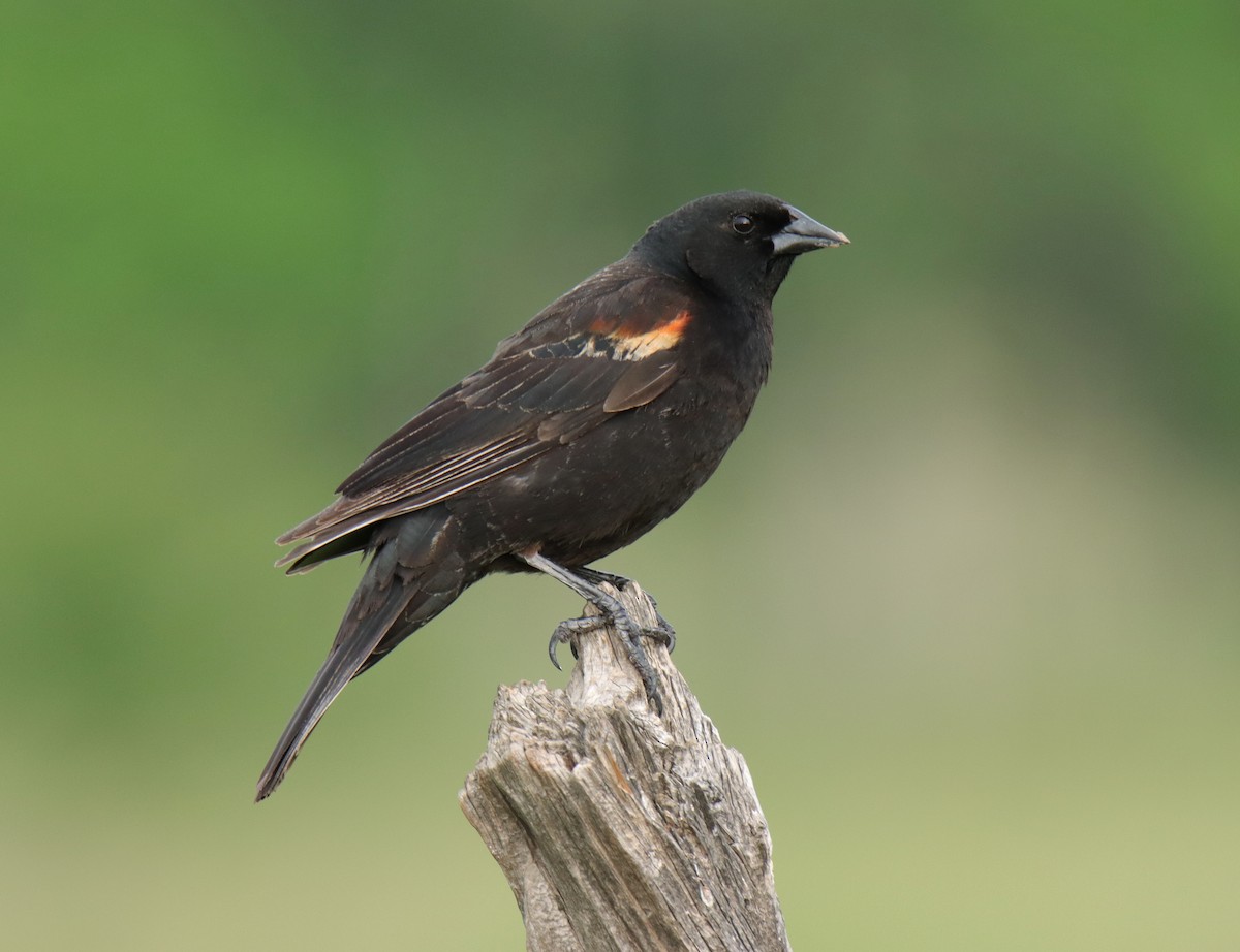 Red-winged Blackbird - ML636748871