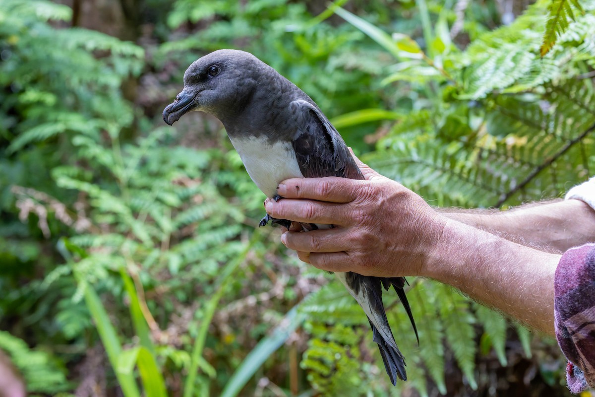 Magenta Petrel - ML636748913