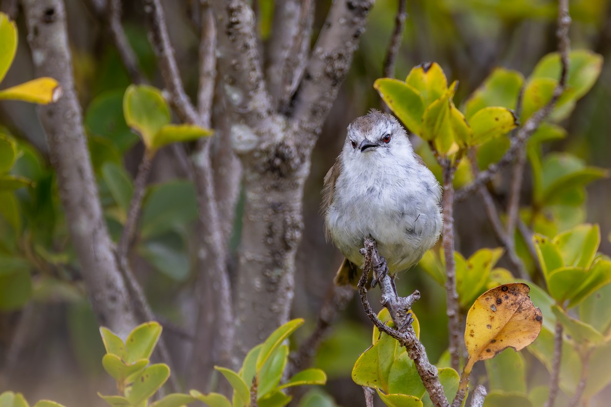 Chatham Islands Gerygone - ML636748923