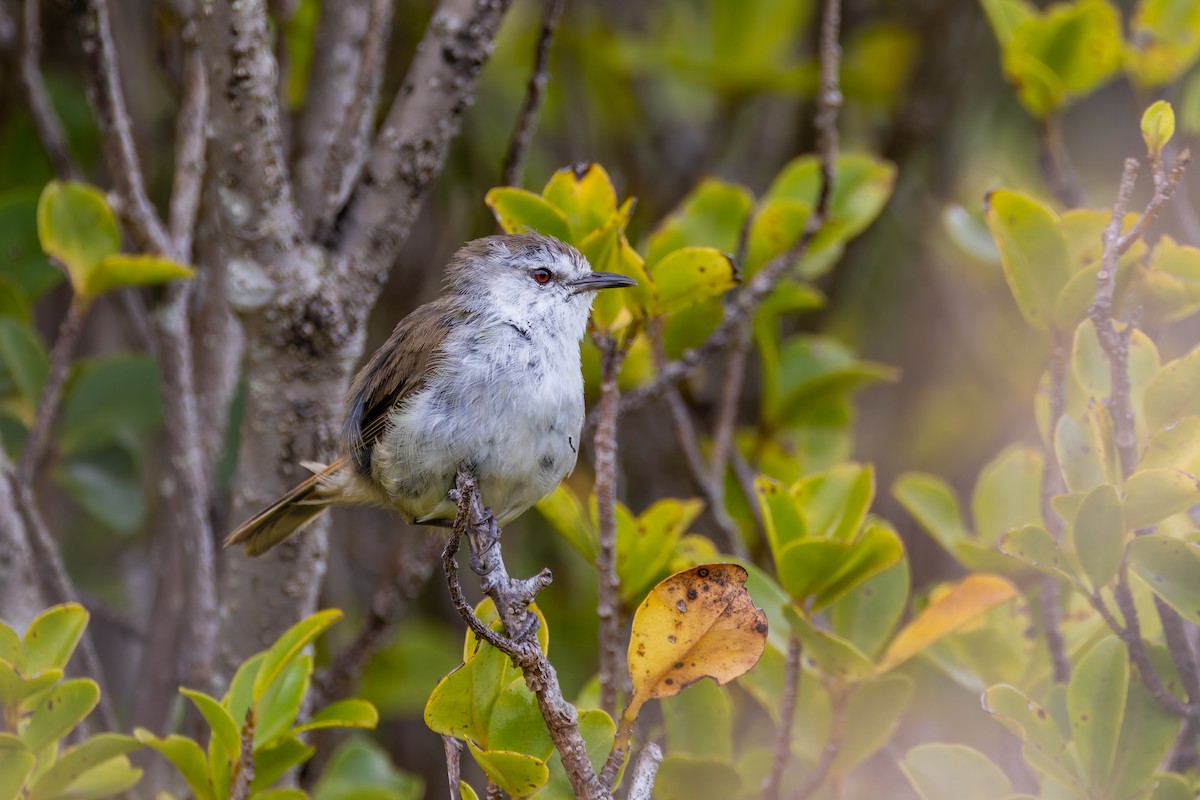 Chatham Islands Gerygone - ML636748929