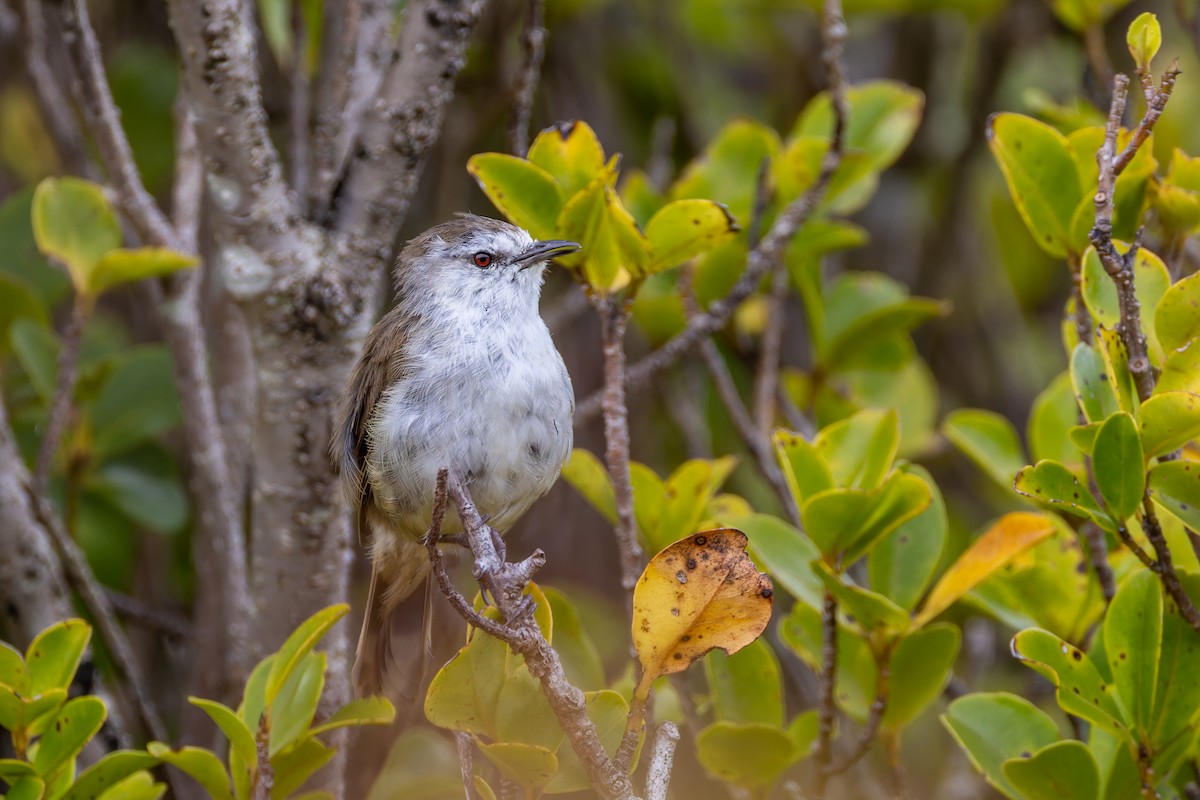 Chatham Islands Gerygone - ML636748931