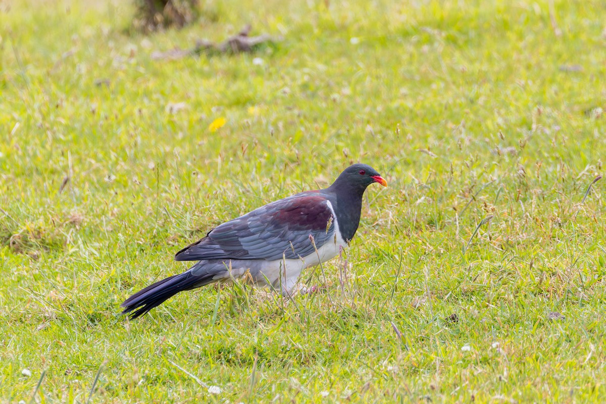 Chatham Islands Pigeon - ML636748950